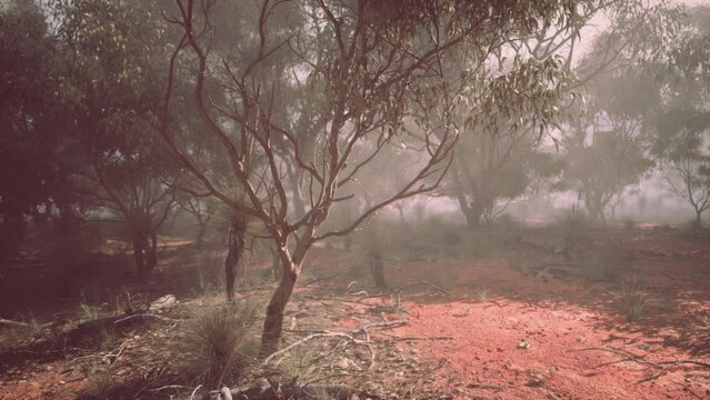 An atmospheric image of a mist-covered forest with tall trees and earthy ground in the Australian bush.