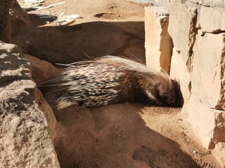 spiny porcupine is sleeeping