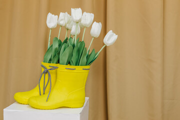 Bouquet of yellow tulips flowers in vase shoes rubber boots, spring bright photo zone in photo studio. Spring home decorations interior. International Women`s Day holiday, 8th March concept
