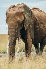 An elephant in the Maasai Mara