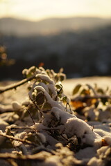 autumn leaves in the snow