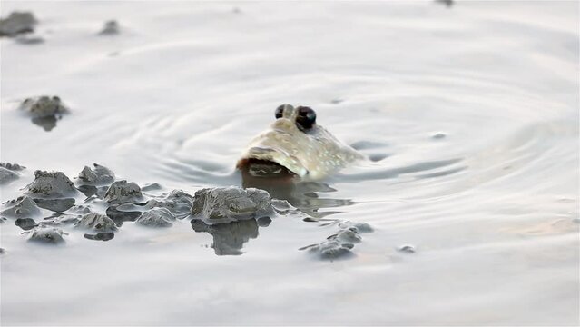 A mudskipper spit muddy balls as barrier around his burrow when digs nest hole in bottom of river, slow motion, Thailand
