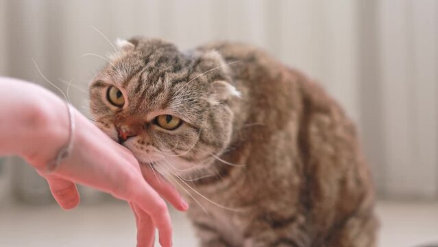 The cat bites the child's hand.