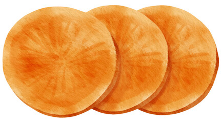 Garnet yam watercolor illustration