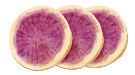 Purple sweet potato watercolor illustration