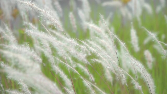 Wild foxtail swaying in the wind.
エノコログサ