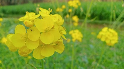 Fields of Gold - Yellow Mustard Blooms Amidst Verdant Green Leaves