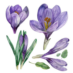 Colorful spring crocuses in watercolor, showcasing detailed botanical illustrations, ideally isolated against a transparent background - obrazy, fototapety, plakaty