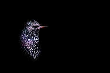 Starling. When you look carefully, the starling is a bird with heart shaped white spots. Artistic wildlife photography. Dark nature background.