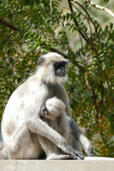 Portrait of Gray Langur with baby in Ahmedabad, India