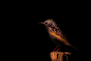 Starling. When you look carefully, the starling is a bird with heart shaped white spots. Artistic wildlife photography. Dark nature background.