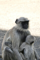 Portrait of Gray Langur with baby in Ahmedabad, India