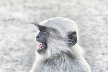 Portrait of Gray Langur in Ahmedabad, India