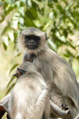 Portrait of Gray Langur with baby in Ahmedabad, India