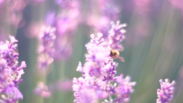 Lavender fields with fragrant purple flowers bloom at sunset. Lush lavender bushes in endless rows. Organic Lavender Oil Production in Europe. Garden aromatherapy. Slow motion, close up
