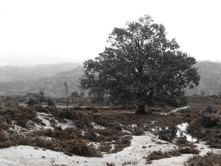 Paysage naturel avec un grand arbre