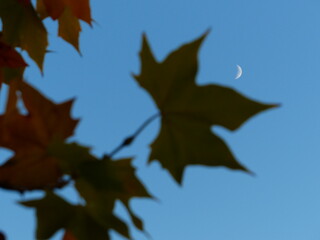 Silhouette de feuille d'arbre à la nuit tombée