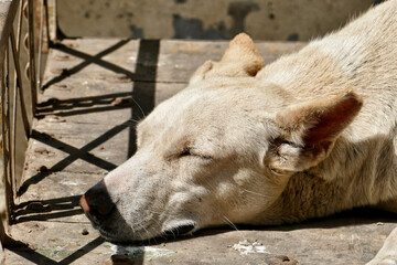 Portrait of a feral dog in Ahmedabad, India	