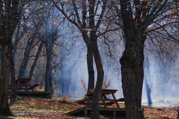Fototapeta premium Picnic area covered with trees, trees and tables