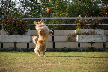 Golden Retriever Running in a Field with a Ball