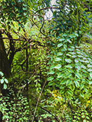 Fototapeta premium Green leaves on the tree as background .