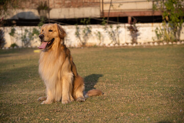 Golden retriever sits in the park on the grass in autumn.