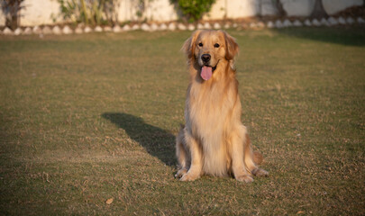 Golden retriever sits in the park on the grass in autumn.