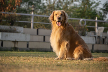 Golden retriever sits in the park on the grass in autumn.