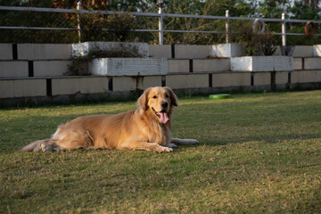 purebred golden retriever laid down on grass or in park
