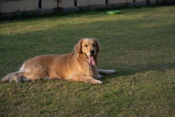 purebred golden retriever laid down on grass or in park