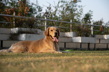 purebred golden retriever laid down on grass or in park