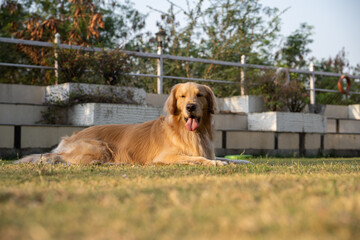 purebred golden retriever laid down on grass or in park