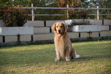 Golden retriever sits in the park on the grass in autumn.
