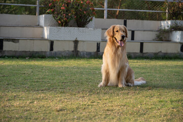 Golden retriever sits in the park on the grass in autumn.
