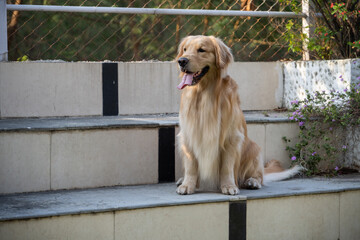 Beautiful Golden retriever dog in the park