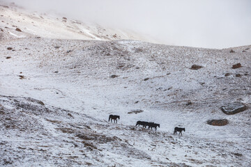 Horses in Karachay-Cherkessia, Russia. Caucasus Mountains - 756288536