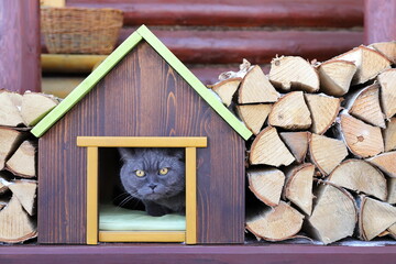A grey cat sits in a wooden pet house, that stands on a porch of log cabin amidst a woodpile of birch firewood.