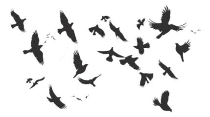 Foto op Plexiglas black silhouettes flow  of birds in air. isolated on white background. png © asma