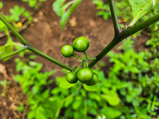 Ranti, black eggplant or leunca which is usually eaten for side dishes