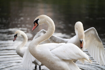 White Swans by a lake. Elegant birds with long, graceful neck and orange beak. Wildlife nature water scene featuring beautiful, majestic Swan bird.