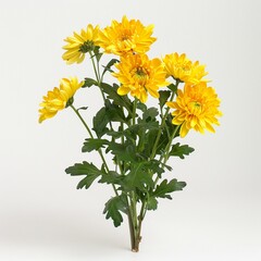 A vibrant bunch of yellow chrysanthemum flowers with lush green leaves presented against a clean white backdrop.