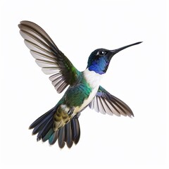Obraz premium A beautiful humming bird isolated on a white background