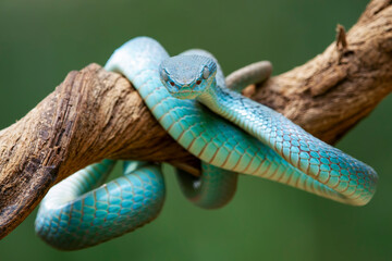 Blue viper snake closeup on branch, head of viper snake, Blue insularis, Trimeresurus Insularis, animal closeup