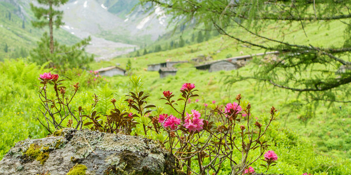 Panoramabild von Alpenrosen auf Fels mit alten Holzhäusern im Hintergrund
