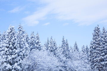 雪を被った樹木の並ぶ風景 鳥取県 氷ノ山