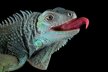 Green Iguana closeup head on black background, Head of green iguana side view on black background 