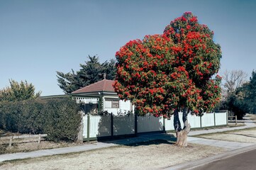 Rote Pracht