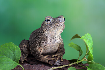 Phrynoidis aspera toad closeup on wood with isolated background, Phrynoidis aspera toad closeup