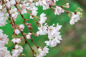 Obraz premium White and pink almond tree blossom for spring background. Istanbul, Turkey.