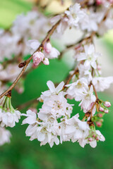 White and pink almond tree blossom for spring background. Istanbul, Turkey.